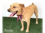 Labrador Retriever-Redbone Coonhound Mix DOG FOR ADOPTION RGADN-1088923 - Amelia