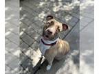 Bullboxer Pit DOG FOR ADOPTION RGADN-1088977 - ADDIE - Pit Bull Terrier / Boxer
