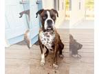 Boxer DOG FOR ADOPTION RGADN-1088980 - Chili - Boxer (short coat) Dog For