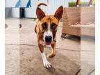 Australian Shepherd-Boxer Mix DOG FOR ADOPTION RGADN-1088995 - Wilbur -