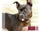 American Staffordshire Terrier Mix DOG FOR ADOPTION RGADN-1089003 - Charlie -