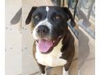 American Staffordshire Terrier DOG FOR ADOPTION RGADN-1089085 - Sugar Pie -