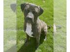 Mastiff Mix DOG FOR ADOPTION RGADN-1089095 - King - Mastiff / Mixed (short coat)