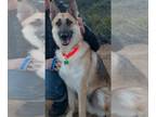 German Shepherd Dog DOG FOR ADOPTION RGADN-1089151 - Stevie - German Shepherd