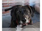 Basset Hound-Labrador Retriever Mix DOG FOR ADOPTION RGADN-1089174 - Eloa &