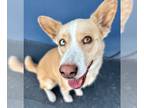 Huskies Mix DOG FOR ADOPTION RGADN-1089238 - Jessie - Foster or Adopt Me!