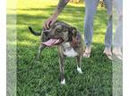 American Pit Bull Terrier Mix DOG FOR ADOPTION RGADN-1089375 - Jinx - Shepherd /