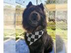 Chow Chow DOG FOR ADOPTION RGADN-1089411 - Smokey - Chow Chow (long coat) Dog