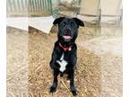 Labrador Retriever Mix DOG FOR ADOPTION RGADN-1089412 - Maverick - Labrador