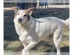 Australian Cattle Dog-German Shepherd Dog Mix DOG FOR ADOPTION RGADN-1089433 -