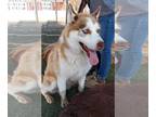 Siberian Husky DOG FOR ADOPTION RGADN-1089449 - Rascal aka Poseidon - - Siberian