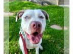 American Staffordshire Terrier-Huskies Mix DOG FOR ADOPTION RGADN-1089626 -