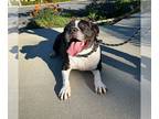 American Pit Bull Terrier Mix DOG FOR ADOPTION RGADN-1089644 - Daisy *Courtesy