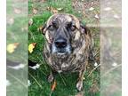 Catahoula Leopard Dog DOG FOR ADOPTION RGADN-1089653 - HANA - Catahoula Leopard