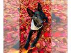 German Shepherd Dog-Huskies Mix DOG FOR ADOPTION RGADN-1089693 - Autumn - German