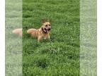 German Shepherd Dog Mix DOG FOR ADOPTION RGADN-1089697 - PIPER - German Shepherd