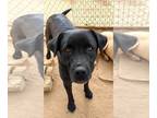Labrador Retriever DOG FOR ADOPTION RGADN-1089721 - Mowgli - - Labrador