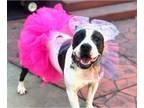 American Pit Bull Terrier Mix DOG FOR ADOPTION RGADN-1089729 - Luna - American