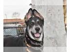 German Shepherd Dog Mix DOG FOR ADOPTION RGADN-1089750 - Bandit - German