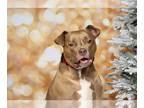 American Pit Bull Terrier Mix DOG FOR ADOPTION RGADN-1089886 - April - Pit Bull