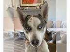 Mix DOG FOR ADOPTION RGADN-1089914 - Devereaux - Husky (medium coat) Dog For