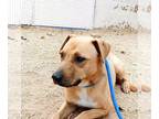 Labrador Retriever Mix DOG FOR ADOPTION RGADN-1089928 - Kenny - - Labrador