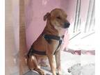 Labrador Retriever-Retriever Mix DOG FOR ADOPTION RGADN-1089929 - Grumpy -