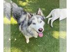 Alaskan Malamute DOG FOR ADOPTION RGADN-1089934 - Happy - Alaskan Malamute /