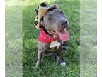 American Pit Bull Terrier-American Staffordshire Terrier Mix DOG FOR ADOPTION