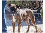 Bullboxer Pit DOG FOR ADOPTION RGADN-1090050 - MILO - Boxer / Pit Bull Terrier /