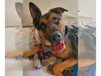 German Shepherd Dog-Mastiff Mix DOG FOR ADOPTION RGADN-1090111 - Leia - German