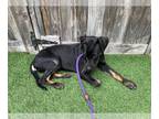 Labrador Retriever DOG FOR ADOPTION RGADN-1090164 - Patty - Labrador Retriever