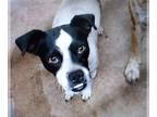 Jack-Rat Terrier DOG FOR ADOPTION RGADN-1090223 - Owen *Courtesy Post* - Jack