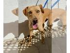 Labrador Retriever DOG FOR ADOPTION RGADN-1090226 - Electra *Courtesy Post* -