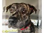 Plott Hound Mix DOG FOR ADOPTION RGADN-1090264 - Ranger - Plott Hound /