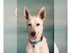 Labrador Retriever-white german shepherd Mix DOG FOR ADOPTION RGADN-1090265 -
