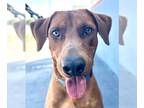 Doberman Pinscher Mix DOG FOR ADOPTION RGADN-1090269 - Archie - Adopt Me!