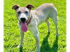 American Staffordshire Terrier Mix DOG FOR ADOPTION RGADN-1090487 - Sandy -