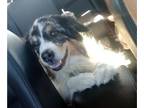 Australian Shepherd DOG FOR ADOPTION RGADN-1090488 - Gracie - Australian