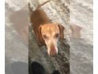 Dachshund DOG FOR ADOPTION RGADN-1090877 - Brimsley - Las Vegas - Dachshund