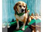 Puggle DOG FOR ADOPTION RGADN-1090948 - Louie - Beagle / Pug / Mixed Dog For