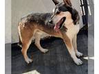 German Shepherd Dog Mix DOG FOR ADOPTION RGADN-1091006 - Apollo - German
