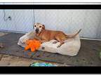 Labrador Retriever Mix DOG FOR ADOPTION RGADN-1091133 - Darla - Labrador