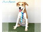 Labbe DOG FOR ADOPTION RGADN-1091137 - Aaron - Labrador Retriever / Beagle /