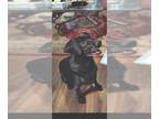 Dachshund-Labrador Retriever Mix DOG FOR ADOPTION RGADN-1091144 - Skylar - So