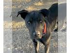 Labrador Retriever Mix DOG FOR ADOPTION RGADN-1091210 - Stan - Labrador