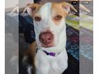 Pointer Mix DOG FOR ADOPTION RGADN-1091234 - Sage - Pointer / Mixed (medium