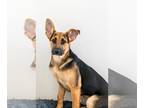 Shiba Inu Mix DOG FOR ADOPTION RGADN-1091262 - Mopsy - Shepherd / Shiba Inu /