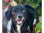 Labrador Retriever-Retriever Mix DOG FOR ADOPTION RGADN-1091432 - Scamp -