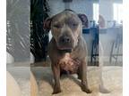 American Pit Bull Terrier DOG FOR ADOPTION RGADN-1091447 - Dixie - Pit Bull